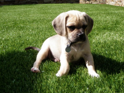 puppy playing in snyhetic turf