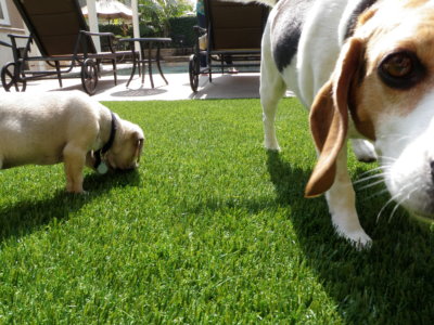 pups-on-turf